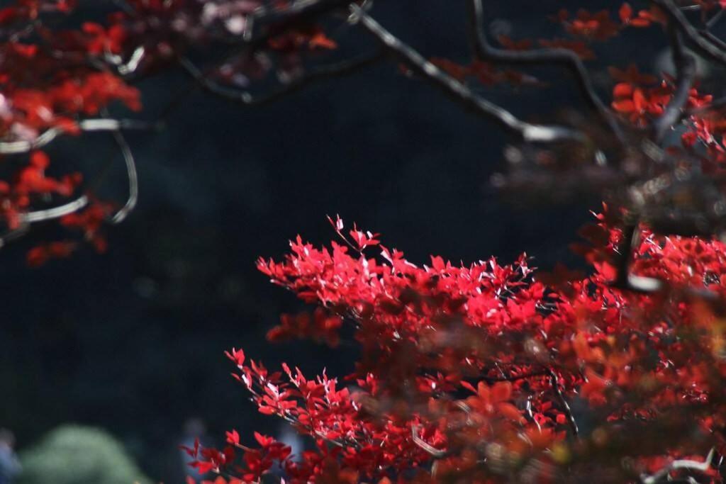 Tora Hotel Tokyo-Rikugienn 寅ホテル 六義園 A Exterior foto